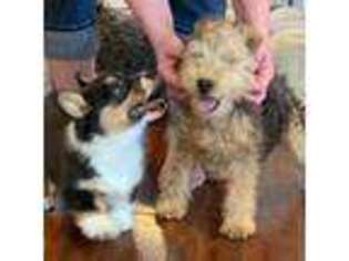 Lakeland Terrier Puppy for sale in Bagley, MN, USA