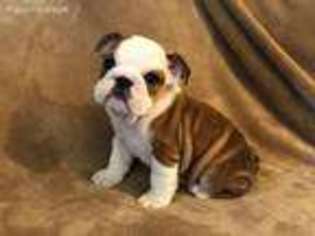 Bulldog Puppy for sale in Louisville, KY, USA