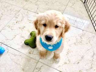 Golden Retriever Puppy for sale in Seattle, WA, USA