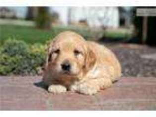 Goldendoodle Puppy for sale in Iowa City, IA, USA