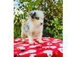 Australian Shepherd Puppy for sale in Rowland, NC, USA