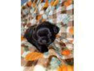 Mutt Puppy for sale in Kingsport, TN, USA