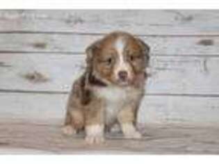 Australian Shepherd Puppy for sale in Hillsboro, OH, USA