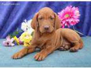 Medium Photo #1 Vizsla Puppy For Sale in Unknown, USA