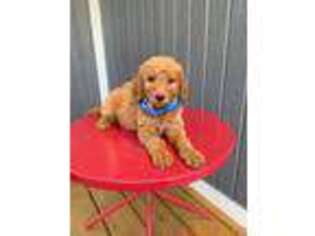 Goldendoodle Puppy for sale in Greenwood, AR, USA