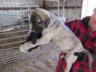 Anatolian Shepherd Puppy for sale in Iva, SC, USA