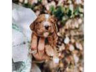 Mutt Puppy for sale in Riverton, KS, USA