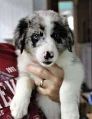 Border Collie Puppy for sale in DIAMONDHEAD, MS, USA
