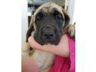 Mastiff Puppy for sale in Topeka, KS, USA