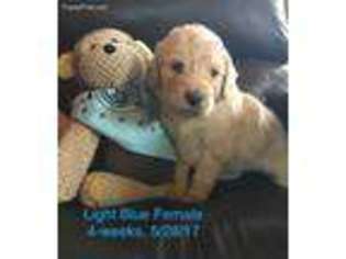 Goldendoodle Puppy for sale in Milltown, WI, USA