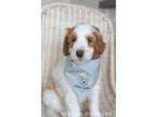 Goldendoodle Puppy for sale in Allegan, MI, USA