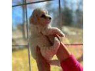 Coton de Tulear Puppy for sale in Cumming, GA, USA
