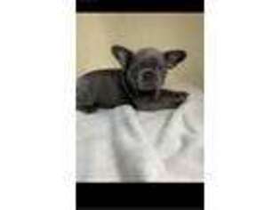 French Bulldog Puppy for sale in Zillah, WA, USA