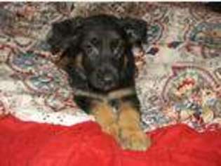German Shepherd Dog Puppy for sale in Mchenry, IL, USA