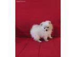 Pomeranian Puppy for sale in Cypress, CA, USA