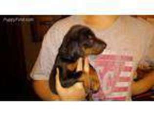 Doberman Pinscher Puppy for sale in New Weston, OH, USA