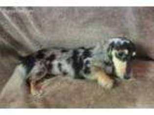 Dachshund Puppy for sale in Lake Charles, LA, USA