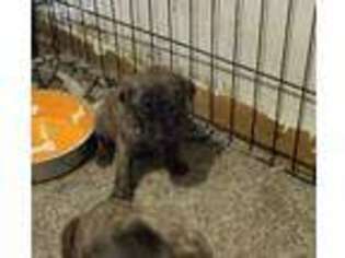 Mastiff Puppy for sale in Toledo, IL, USA