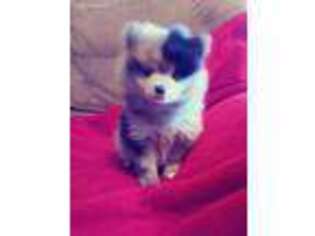 Pomeranian Puppy for sale in Vacaville, CA, USA