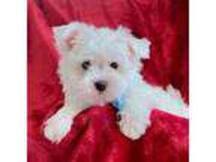 Maltese Puppy for sale in Blythe, CA, USA