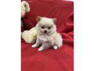 Pomeranian Puppy for sale in Valencia, CA, USA