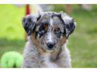 Australian Shepherd Puppy for sale in Newalla, OK, USA