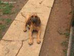 Bloodhound Puppy for sale in Spotsylvania, VA, USA