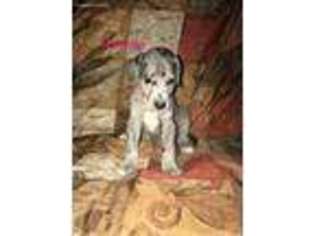 Great Dane Puppy for sale in Milton, PA, USA