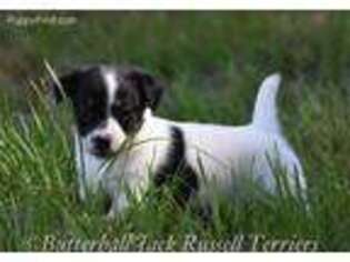 Jack Russell Terrier Puppy for sale in Citra, FL, USA