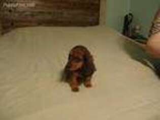 Dachshund Puppy for sale in Canova, SD, USA
