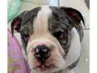 Bulldog Puppy for sale in Plano, TX, USA