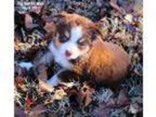 Miniature Australian Shepherd Puppy for sale in Ringling, OK, USA