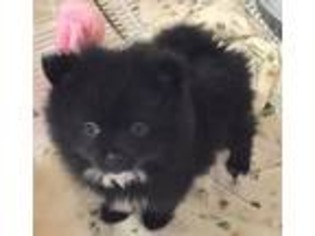 Pomeranian Puppy for sale in Northport, AL, USA