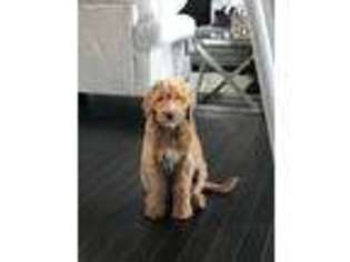 Goldendoodle Puppy for sale in Urbandale, IA, USA