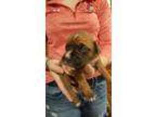 Boxer Puppy for sale in Dix, IL, USA
