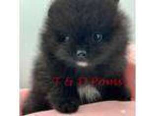 Pomeranian Puppy for sale in Bourbonnais, IL, USA