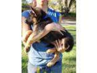 German Shepherd Dog Puppy for sale in Webster, FL, USA