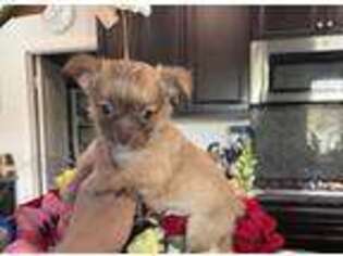 Chihuahua Puppy for sale in Ontario, CA, USA