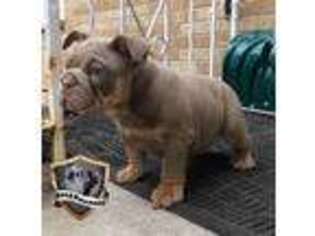 Bulldog Puppy for sale in Munster, IN, USA