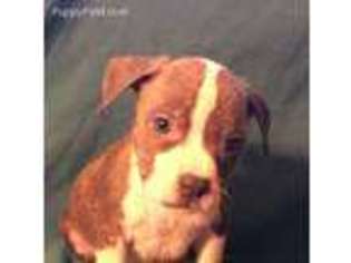 American Staffordshire Terrier Puppy for sale in Chewelah, WA, USA