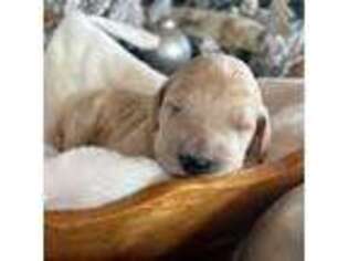 Goldendoodle Puppy for sale in Brighton, IL, USA