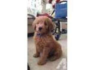 Goldendoodle Puppy for sale in ATTLEBORO, MA, USA