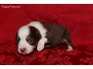 Miniature Australian Shepherd Puppy for sale in Marlow, OK, USA