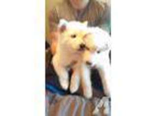 Siberian Husky Puppy for sale in CHICO, CA, USA