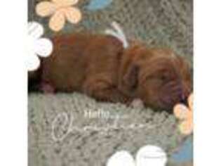 Goldendoodle Puppy for sale in West Chester, OH, USA