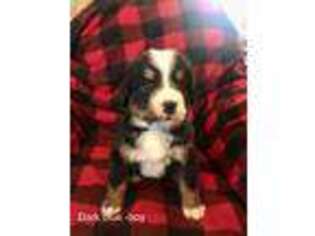 Bernese Mountain Dog Puppy for sale in Farwell, MN, USA