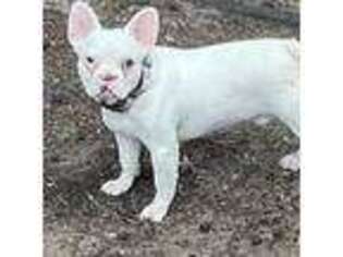 French Bulldog Puppy for sale in Clinton, MD, USA