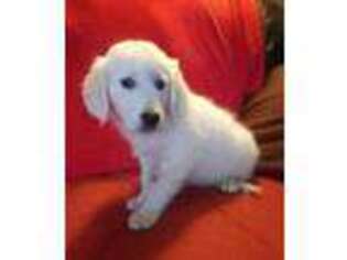 Mutt Puppy for sale in Liberty, KY, USA