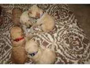 Goldendoodle Puppy for sale in Blandon, PA, USA