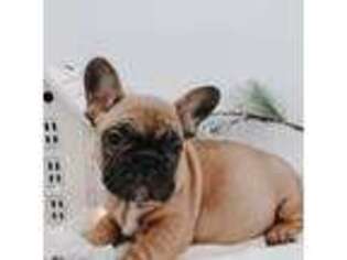 French Bulldog Puppy for sale in Carson City, MI, USA